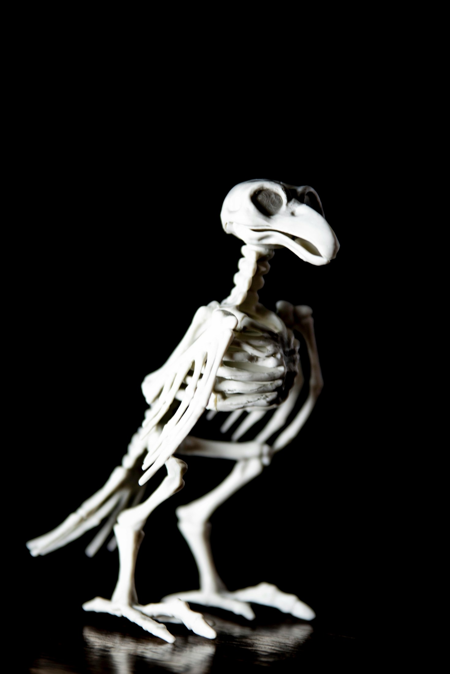 The Role of Paleobiology in Understanding Earth’s History